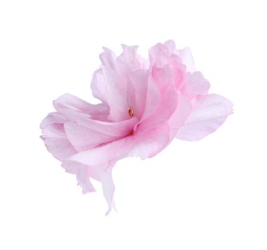 Güzel sakura çiçeği beyazın üzerinde soyutlanmış. Bahar mevsimi