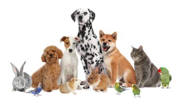 Beyaz arka planda sevimli hayvanlar. Papağanlar, köpekler, kedi, tavşan, tavşan ve kobay