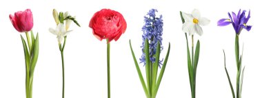 Parlak bahar çiçekleri beyaz renkte izole edilmiş.