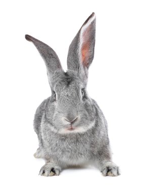 Beyaz tüylü şirin Paskalya tavşanı.