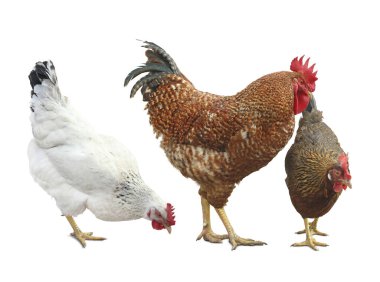 Beyaz arka planda horoz ve tavuklar. Evcil kuş.