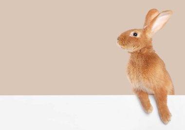 Beyaz pankartın arkasında koyu bej arka planda sevimli tüylü tavşan.