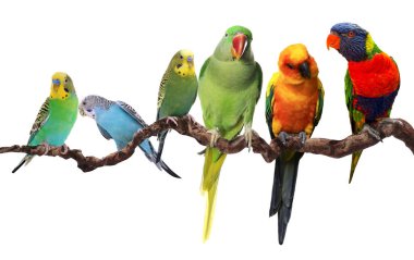 Farklı papağanlar beyaz arka planda bir dalda oturuyorlar. Tüylü hayvan