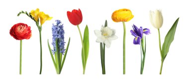 Parlak bahar çiçekleri beyaz renkte izole edilmiş.