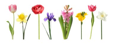 Parlak bahar çiçekleri beyaz renkte izole edilmiş.