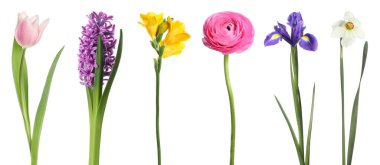 Parlak bahar çiçekleri beyaz renkte izole edilmiş.