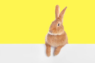 Beyaz pankartın arkasında sarı arka planda sevimli tüylü tavşan