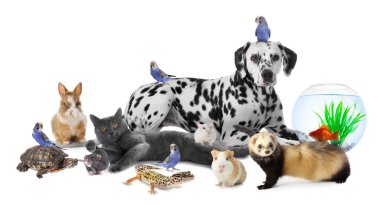 Beyaz arka planda sevimli hayvanlar. Papağanlar, köpekler, kediler ve diğer hayvanlar