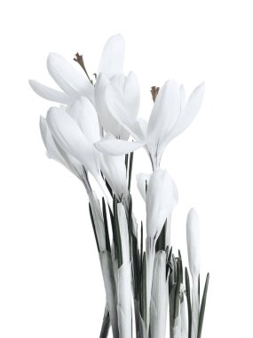 Beyaz arka planda hafif çiçekli çiçek açan çiçek.