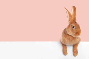 Beyaz pankartın arkasında pembe arka planda sevimli tüylü tavşan