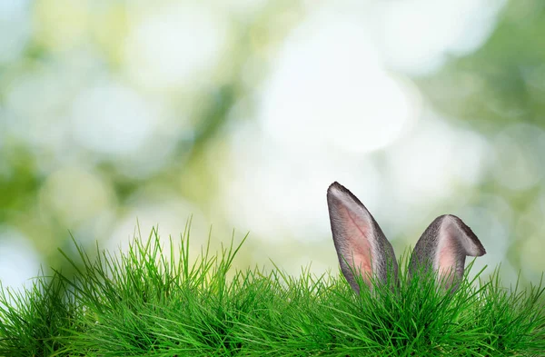 Paskalya tavşanı parlak yeşil çimlerde saklanıyor bulanık arka planda, bokeh etkisi