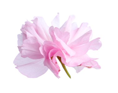 Güzel sakura çiçeği beyazın üzerinde soyutlanmış. Japon kirazı