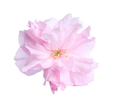 Güzel sakura çiçeği beyazın üzerinde soyutlanmış. Japon kirazı