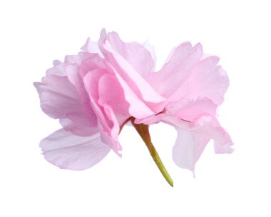 Güzel sakura çiçeği beyazın üzerinde soyutlanmış. Japon kirazı