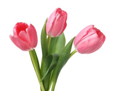 Güzel pembe laleler beyaz üzerinde izole edilmiş