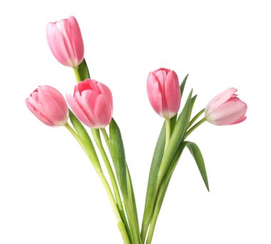 Güzel pembe laleler beyaz üzerinde izole edilmiş