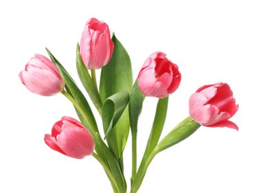 Güzel pembe laleler beyaz üzerinde izole edilmiş