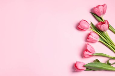 Pembe arka planda güzel laleler, düzlük. Metin için boşluk