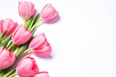 Beyaz arka planda güzel pembe laleler, düz bir zemin. Metin için boşluk