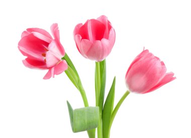 Güzel pembe laleler beyaz üzerinde izole edilmiş