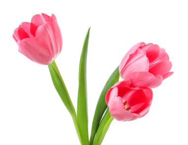 Güzel pembe laleler beyaz üzerinde izole edilmiş