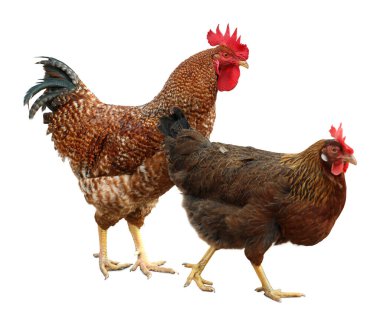 Beyaz arka planda horoz ve tavuk. Evcil kuş.