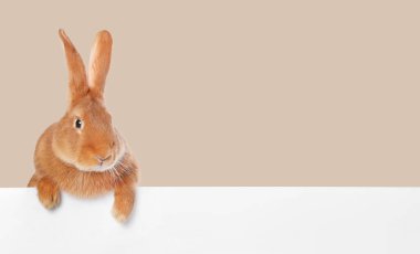 Beyaz pankartın arkasında koyu bej arka planda sevimli tüylü tavşan.
