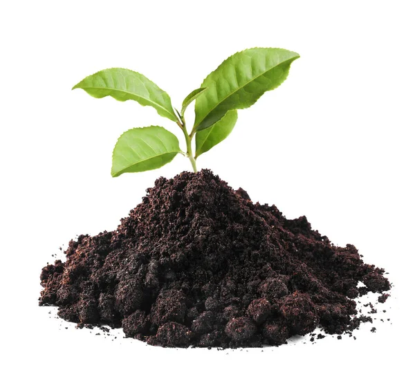 Toprakta büyüyen yeşil filizler beyaz arka planda