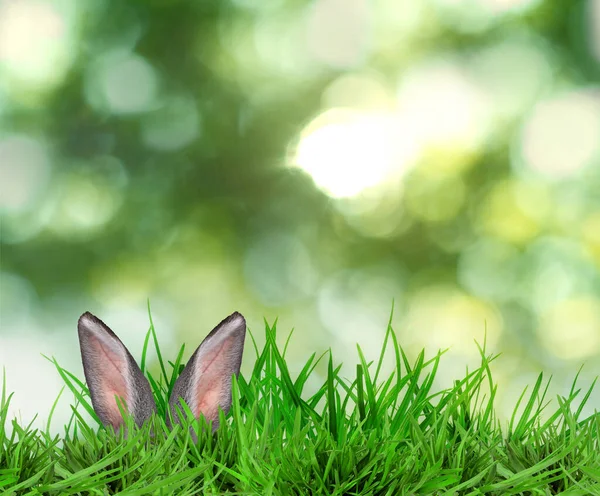 Paskalya tavşanı parlak yeşil çimlerde saklanıyor bulanık arka planda, bokeh etkisi