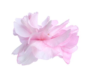 Güzel sakura çiçeği beyazın üzerinde soyutlanmış. Japon kirazı