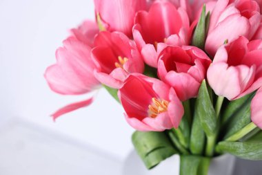 Bulanık arkaplanda pembe laleler, yakın plan.