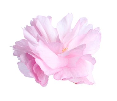 Güzel sakura çiçeği beyazın üzerinde soyutlanmış. Japon kirazı