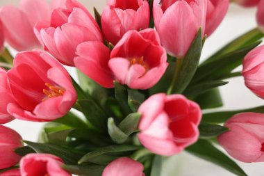 Bulanık arkaplanda pembe laleler, yakın plan.