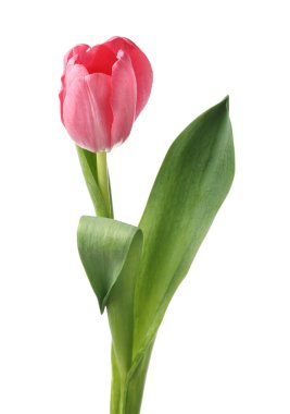 Güzel pembe lale beyaza izole edilmiş.