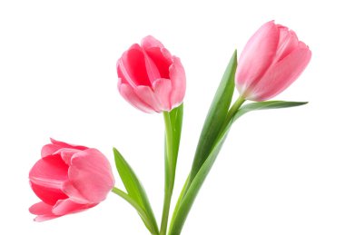 Güzel pembe laleler beyaz üzerinde izole edilmiş