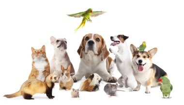 Beyaz arka planda sevimli hayvanlar. Papağanlar, köpekler, kedi, tavşan, gelincik, fare, hamster ve kobay