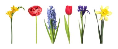 Güzel, berrak bahar çiçekleri beyazlar üzerinde izole.