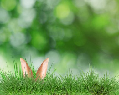Paskalya tavşanı parlak yeşil çimlerde saklanıyor bulanık arka planda, bokeh etkisi