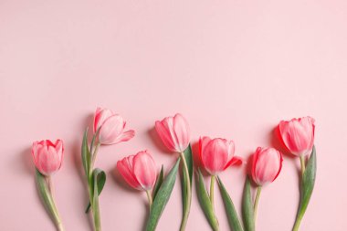 Pembe arka planda güzel laleler, üst manzara. Metin için boşluk