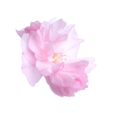 Güzel sakura çiçeği beyazın üzerinde soyutlanmış. Japon kirazı