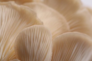 Arka plan olarak taze istiridye mantarları, makro görünüm