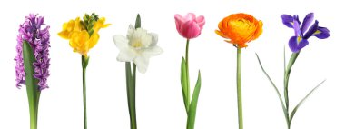 Güzel, berrak bahar çiçekleri beyazlar üzerinde izole.