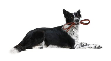 Beyaz arka plana karşı ağzında tasma tutan şirin bir Border Collie köpeği.