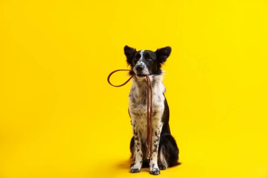 Tatlı Sınır Collie köpeği sarı arka planda ağzında tasma tutuyor.