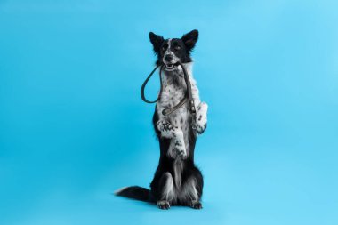 Tatlı Sınır Köpeği Collie tasmasını açık mavi arka planda tutuyor.