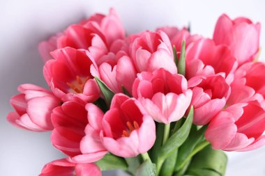 Bulanık arkaplanda pembe laleler, yakın plan.