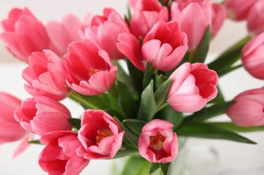 Bulanık arkaplanda pembe laleler, yakın plan.