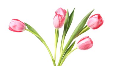 Güzel pembe laleler beyaz üzerinde izole edilmiş