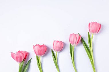 Beyaz arka planda güzel pembe laleler, düz bir zemin. Metin için boşluk