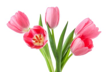 Güzel pembe laleler beyaz üzerinde izole edilmiş